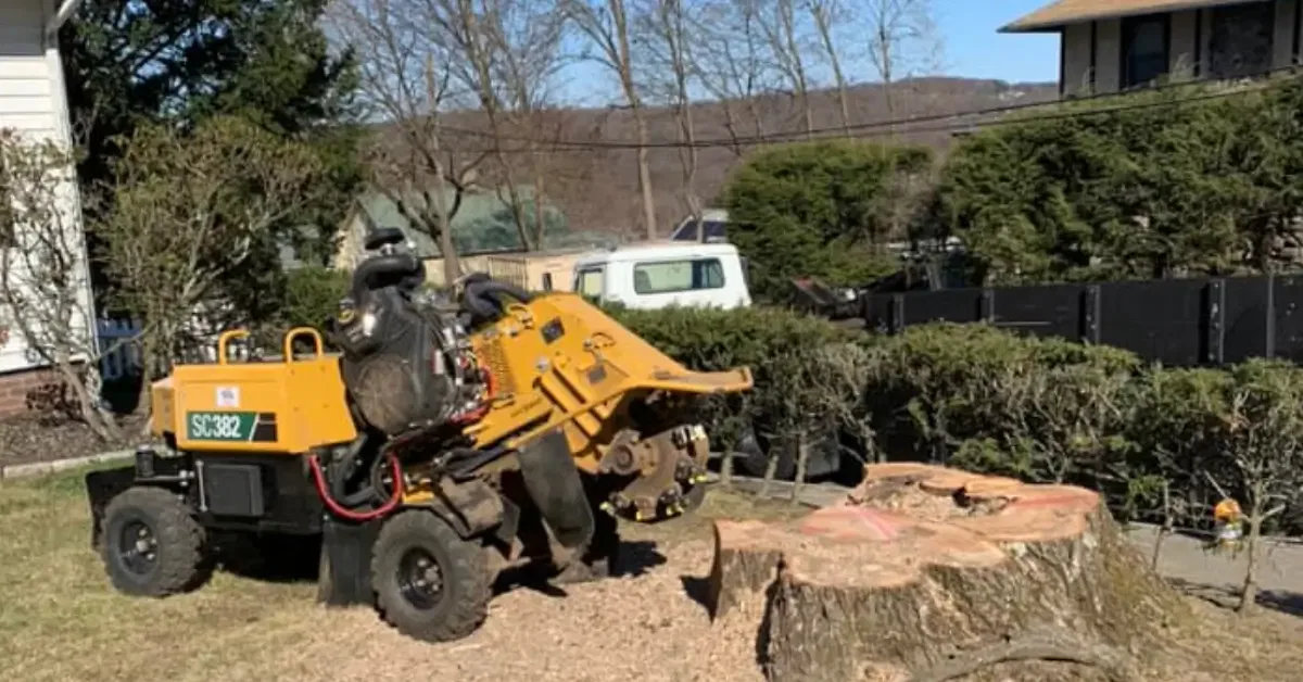 Stump Grinding and Removal