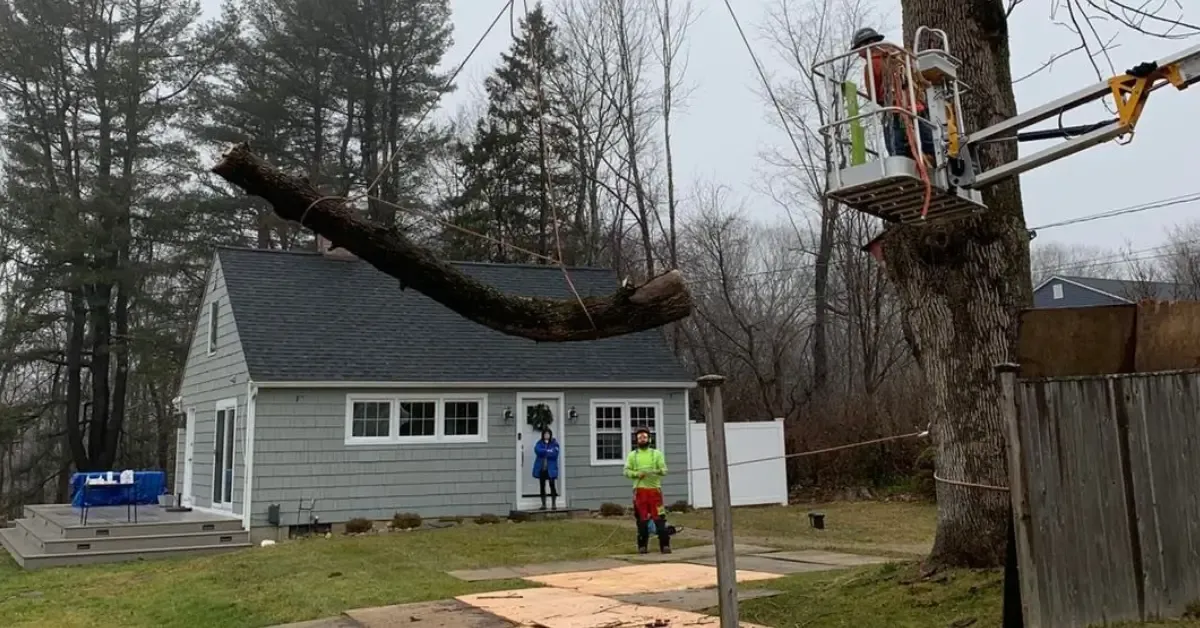 Tree Removal