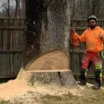 Expert Tree Service