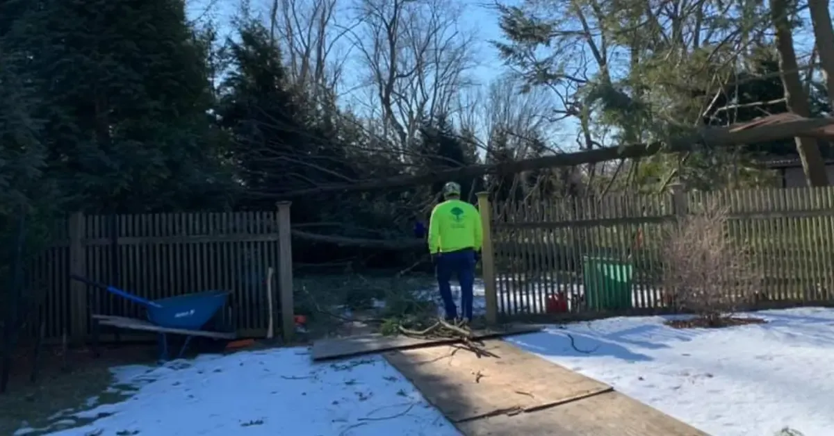 Emergency Tree Service