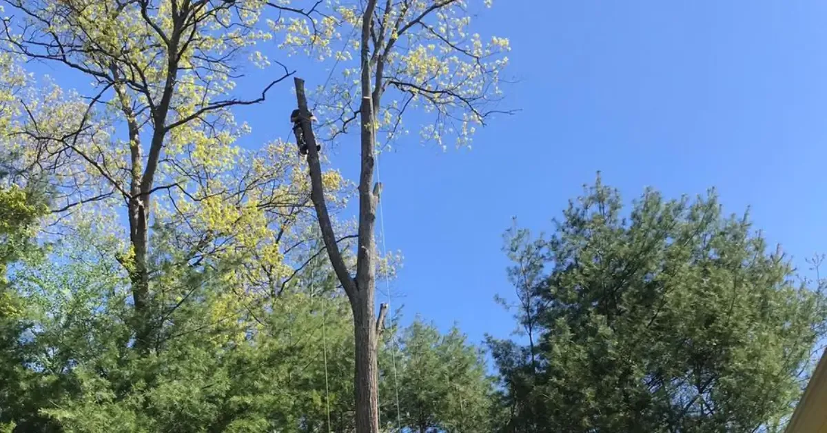 Tree Trimming and Pruning
