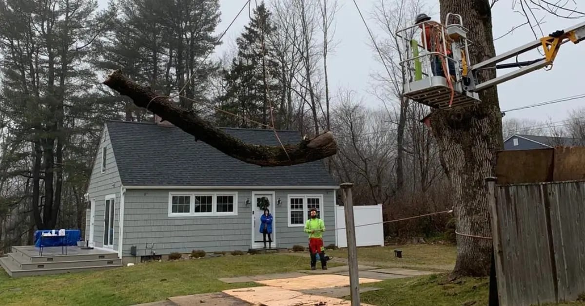 Tree Removal